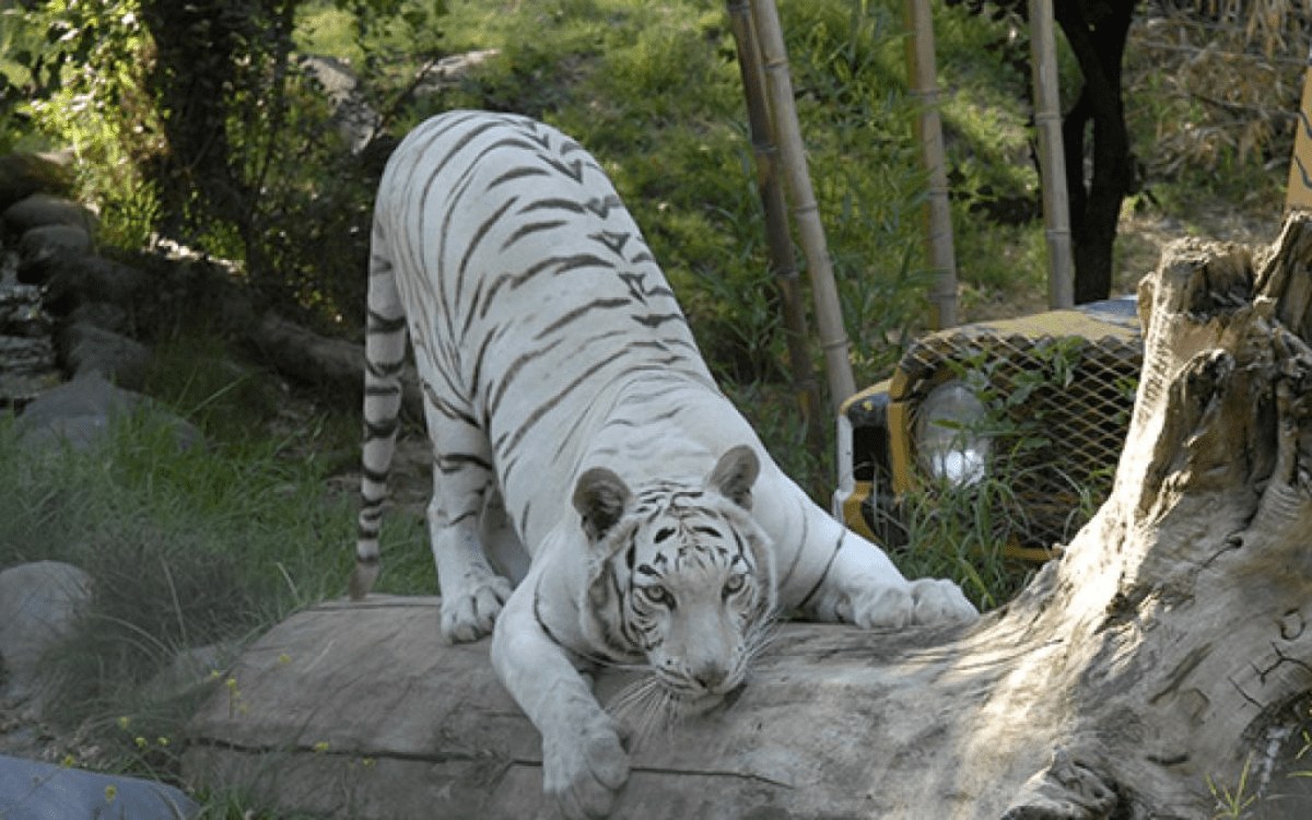 Buin Zoo