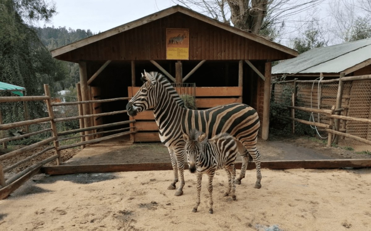 Zoológico de Concepción