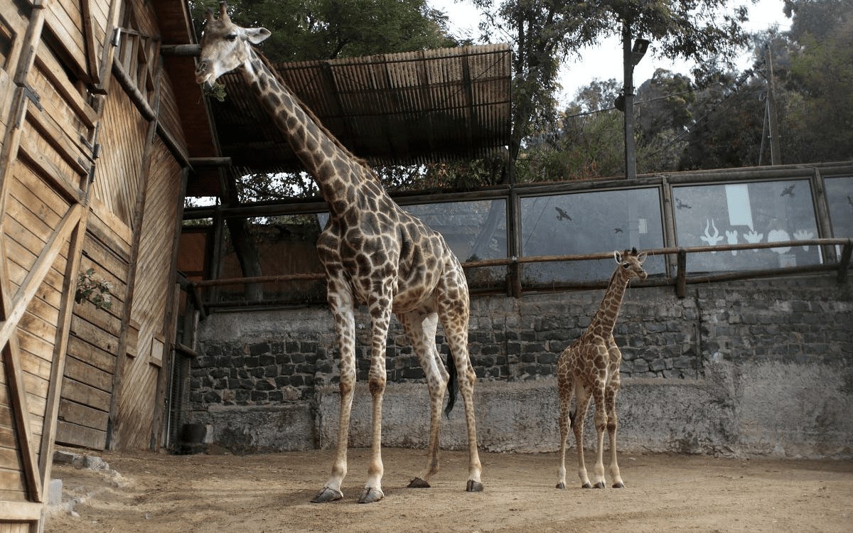 Zoológico Nacional (Parque Metropolitano)